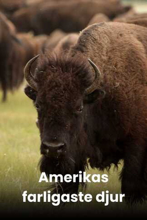 America's Deadliest