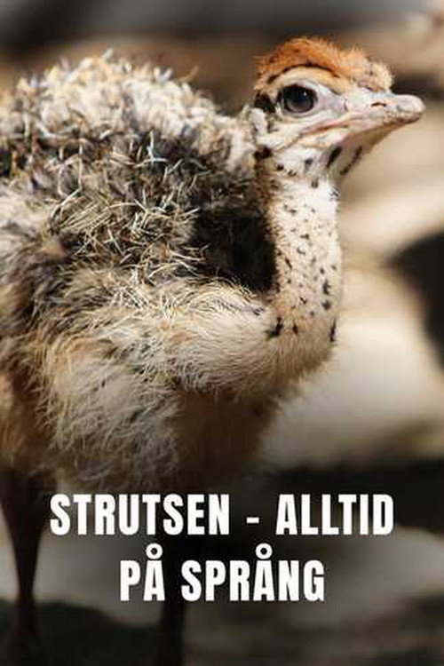 Ostrich - A Life On The Run