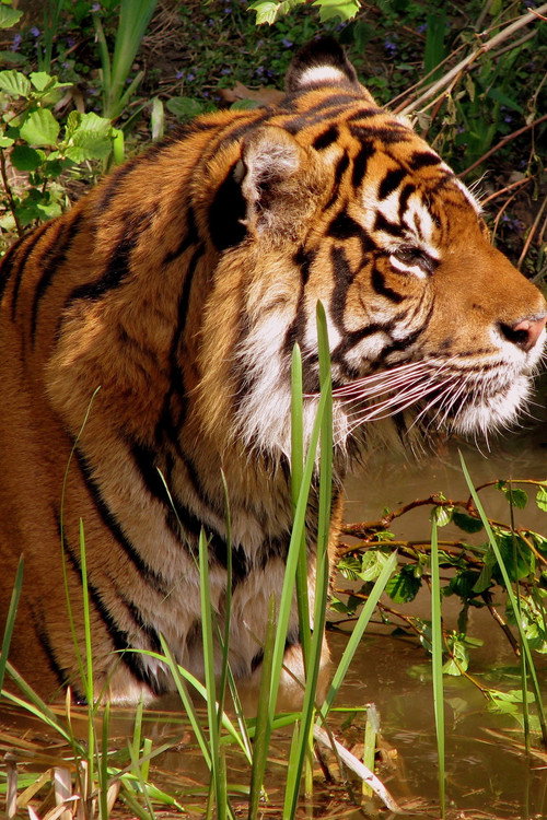 WILDLIFE