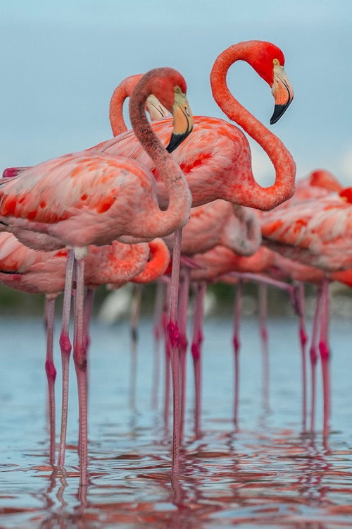 Doñana - Spain's Garden of Eden